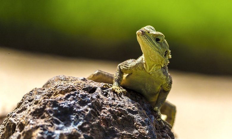 Домашня ящірка - як утримувати