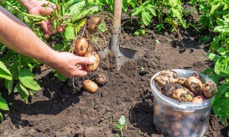 Чому гниє картопля після збирання: 6 причин, через які вона псується