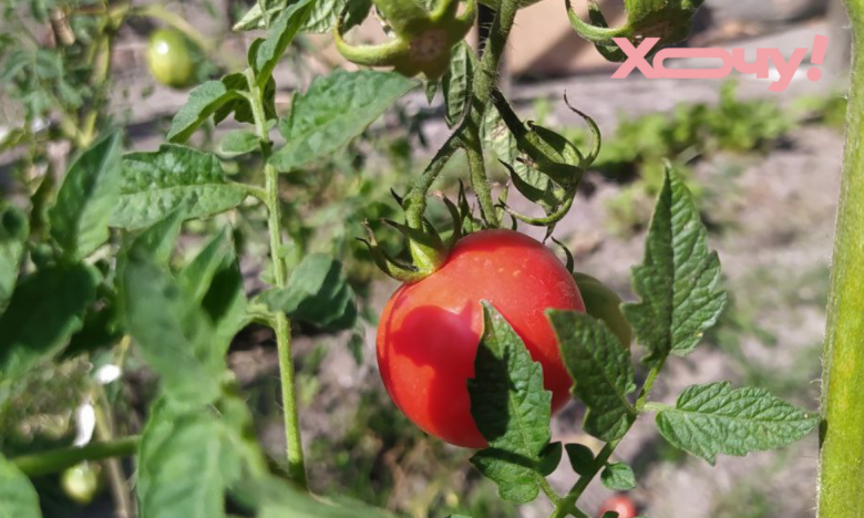 як виростити гарні помідори