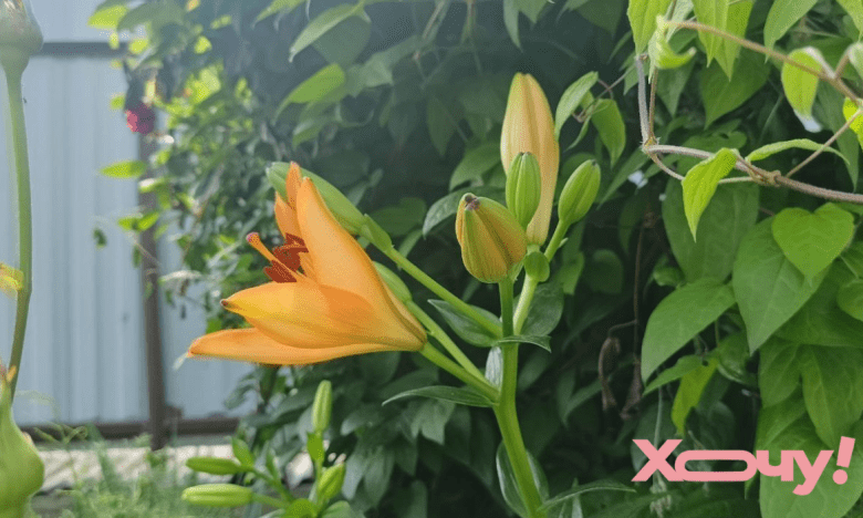 как подкормить лилии осенью