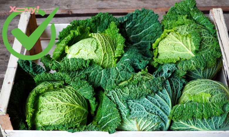 Какие сорта капусты лучше сажать – 5 идеальных вариантов для нашего климата.