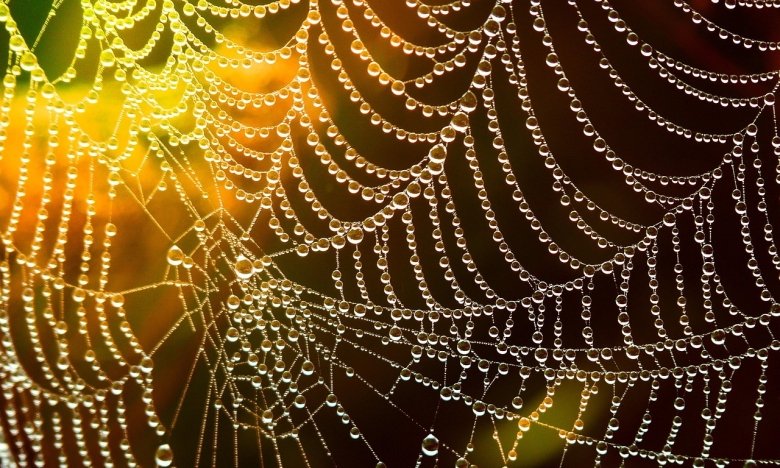 Наснилася павутина, до чого це