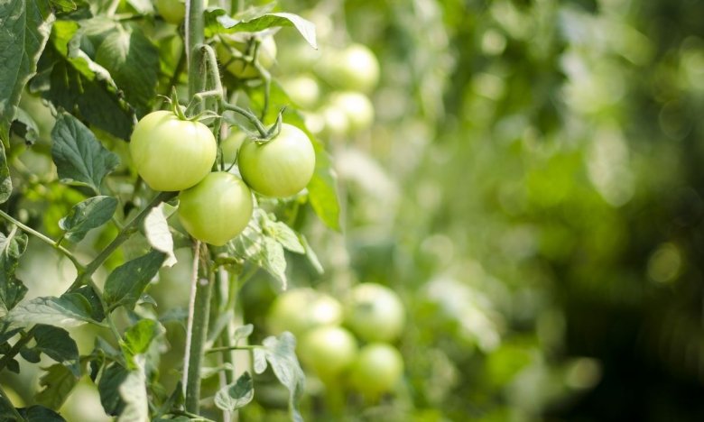 як змусити помідори почервоніти