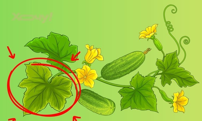 Жовтіє листя на огірках: найкращі підживлення для рясного врожаю