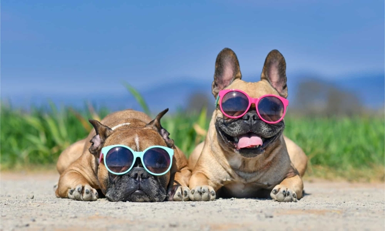 Собаки в очках, фото