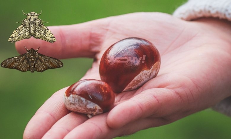 Розкладіть каштани на підвіконні - результат вас приємно вразить!