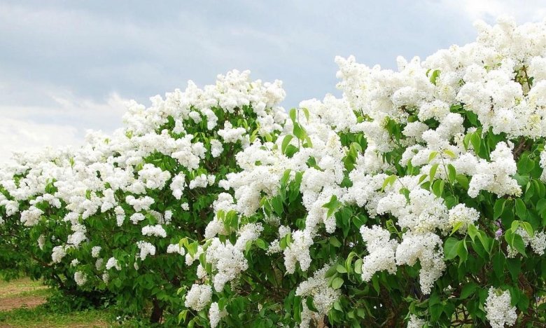 чому не можна ламати бузок