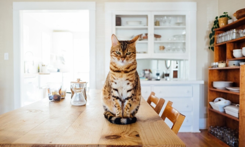 Кот сидит на столе, фото
