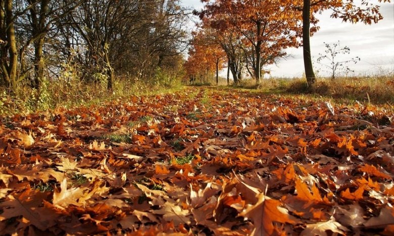 как использовать опавшие листья