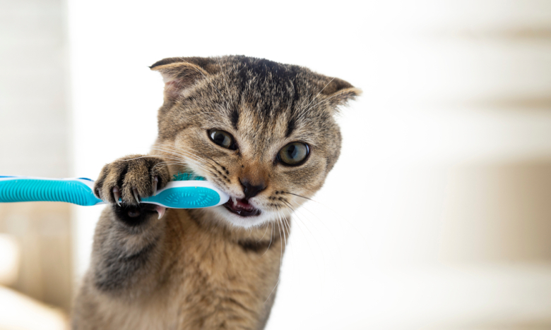 Чистка зубов коту, фото