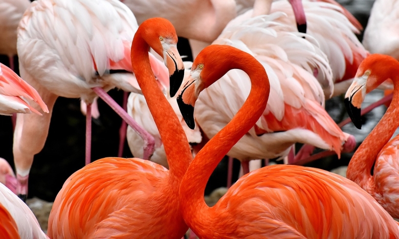 Фламинго, фото