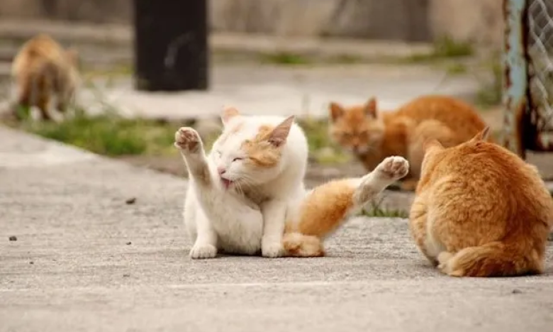 Котячий рай у Шанхаї