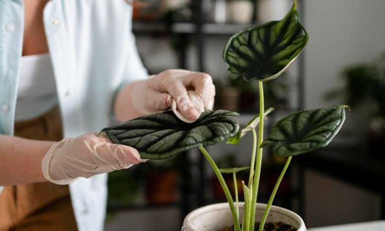 як прибрати пил з листя