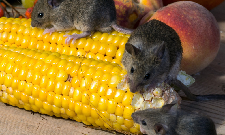 На фото мыши грызут кукурузу