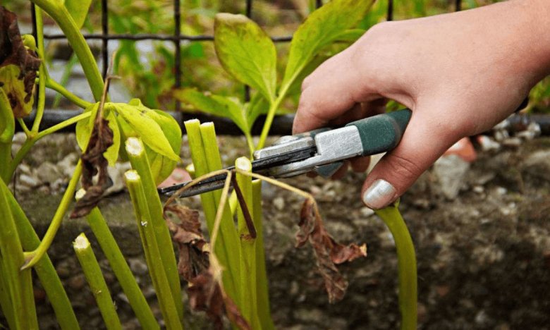 которые обрезать цветы