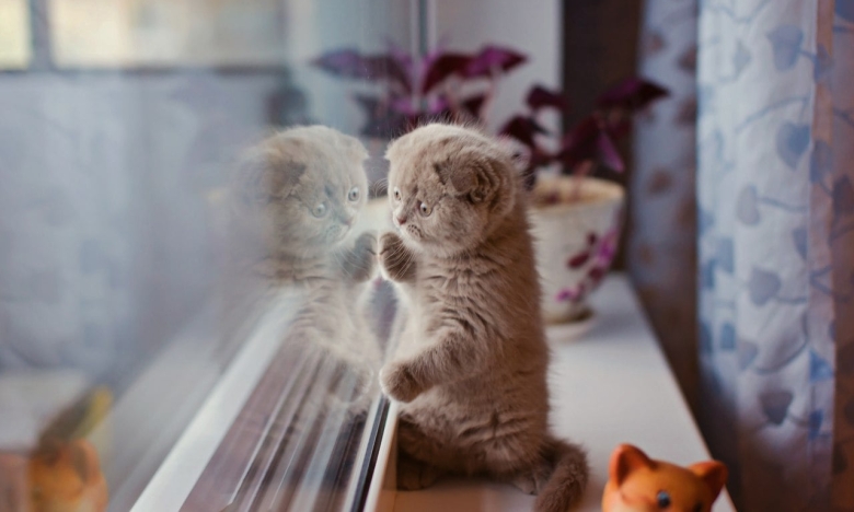 Котенок смотрит в окно, фото