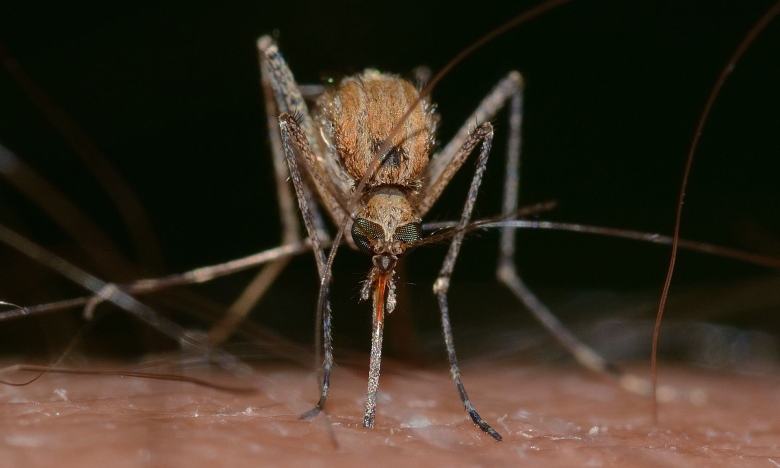 Народные способы от комаров