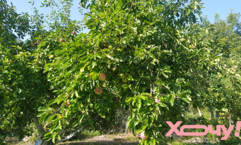 удобрение для сада