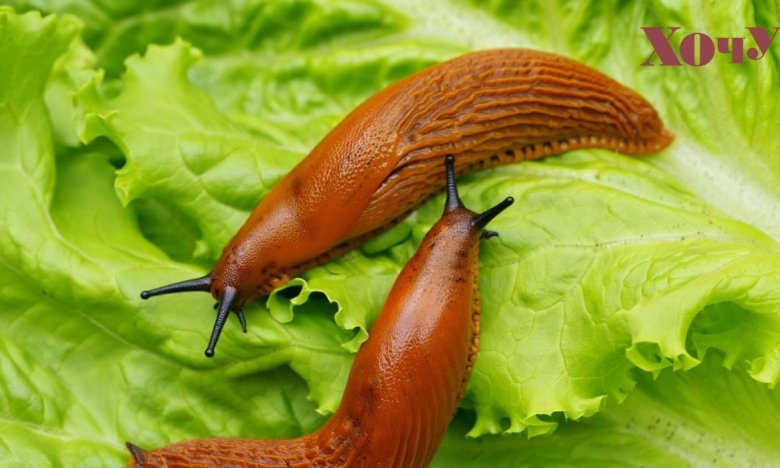 как прогнать слизней из сада