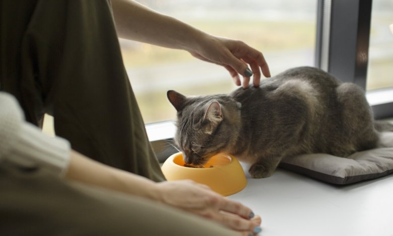 Як часто треба мити котячу миску - відповідь експертів
