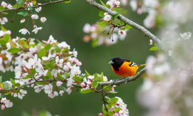 Пташка на квітучому дереві - фото