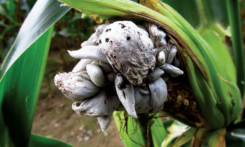 хвороби кукурудзи