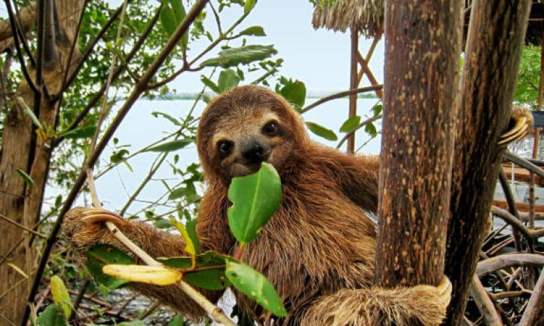 Міжнародний день лінивця