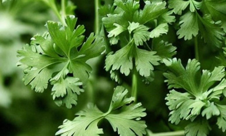 Правила посадки петрушки осенью
