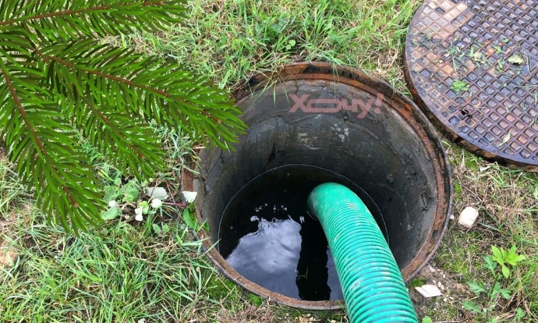 Дерева для осушення ґрунту біля септика: що садити, щоб ділянка не заболочувалась