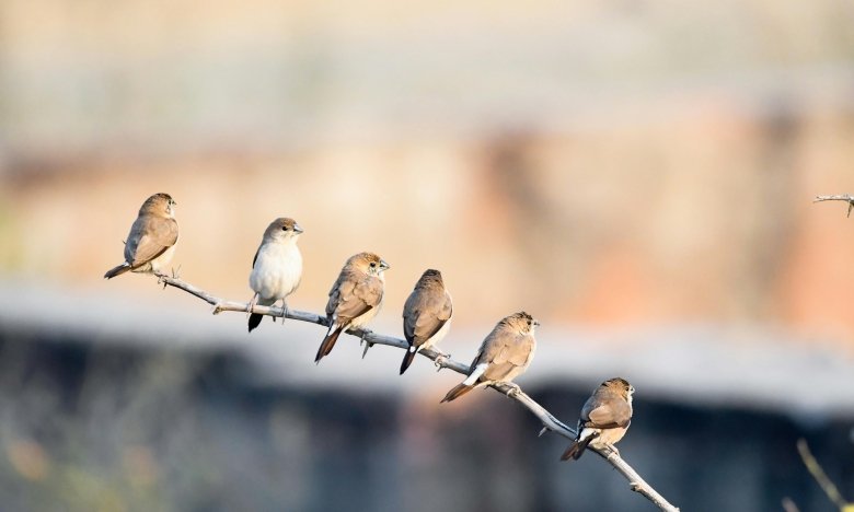 як прогнати птахів з городу