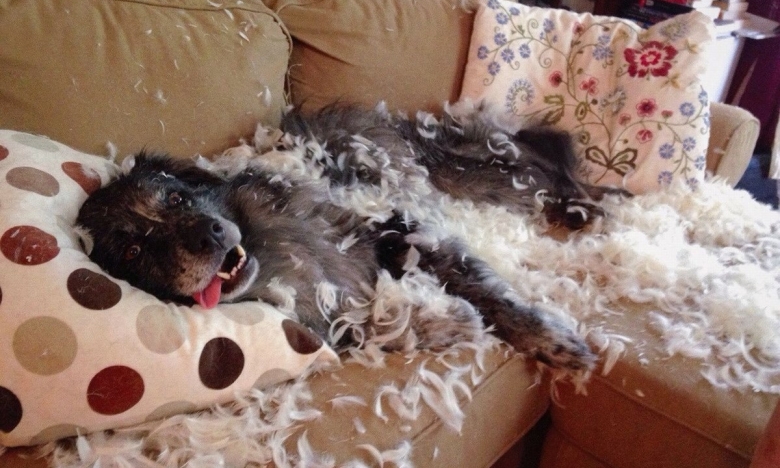 На фото собака знищив диван