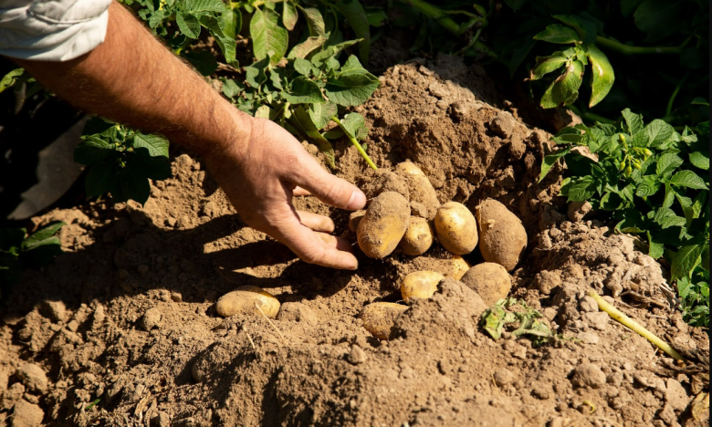 Чоловік копає картоплю, фото