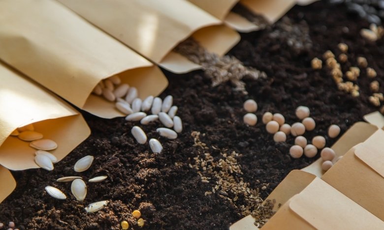 как хранить семена