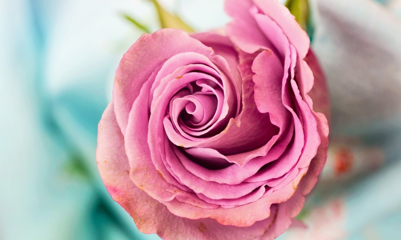 Рожева троянда, фото