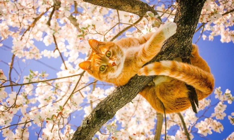 На фото кот на дереве