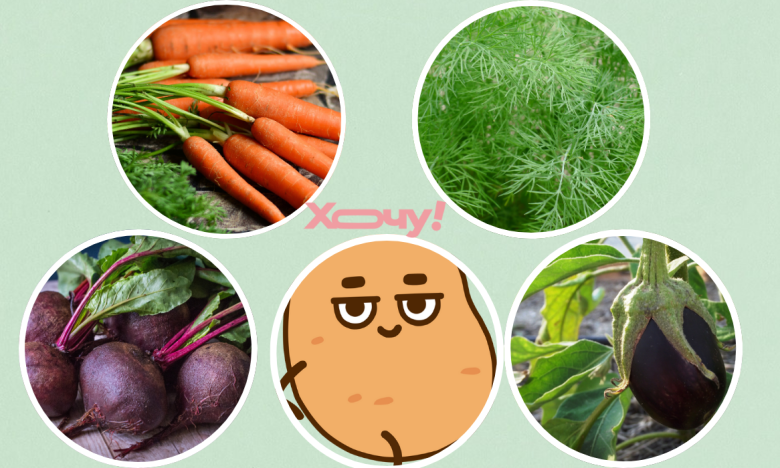 На фото разные овощи