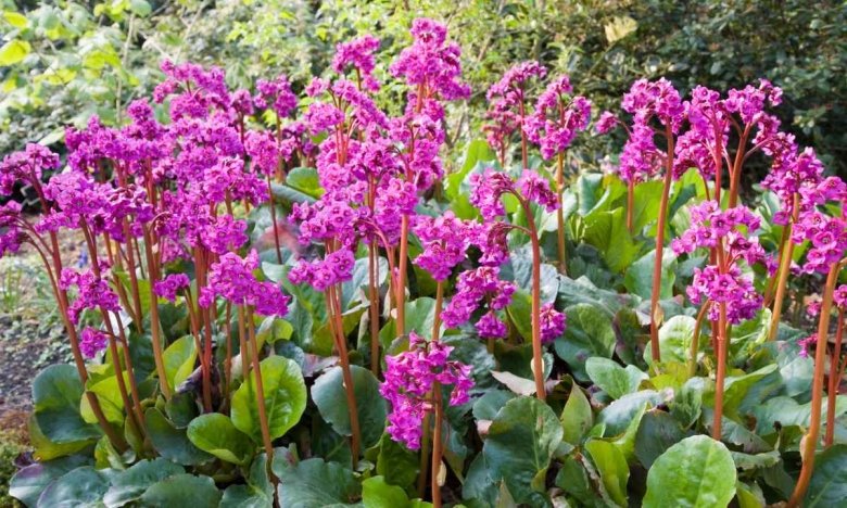 які багаторічні квіти посадити