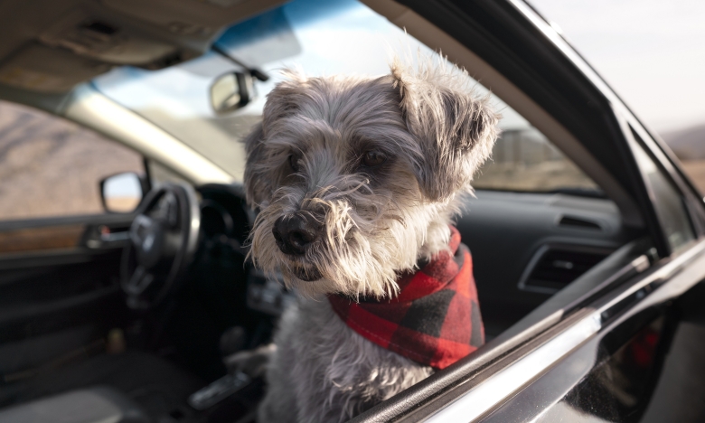 Чому небезпечно залишати собаку в авто влітку