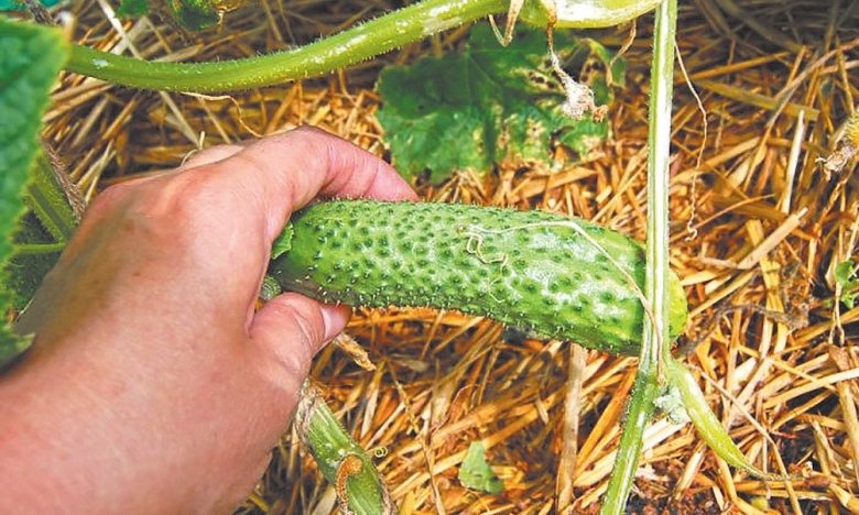 Фото: poradnica.com.ua