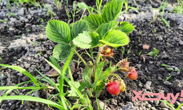 що не варто робити з полуницею