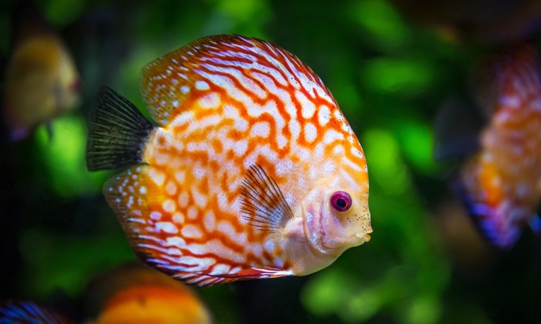 Каких рыбок купить в аквариум для начинающего