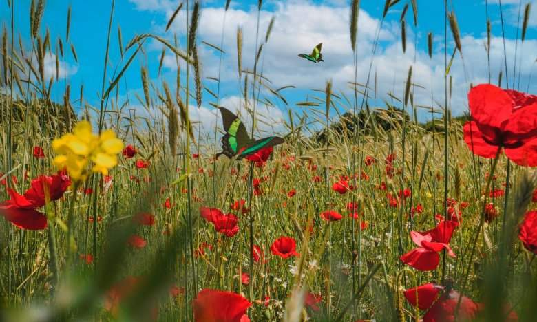 Как защититься на Троицу: какие травы принесут удачу и защиту дому и семье