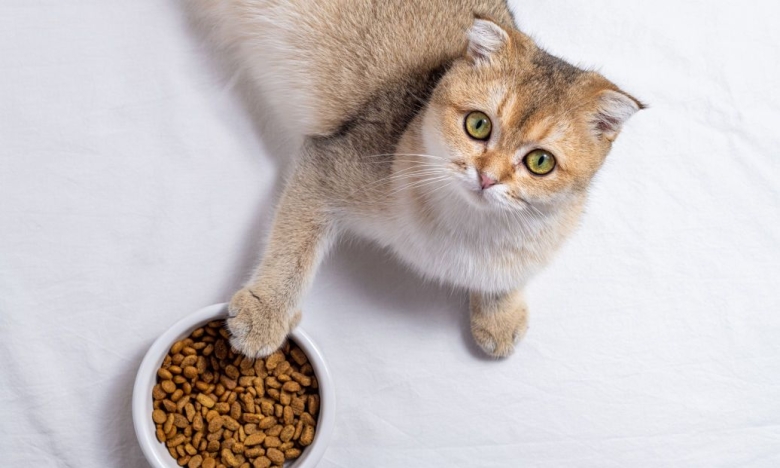 Как сделать влажный корм для кошек и собак в домашних условиях