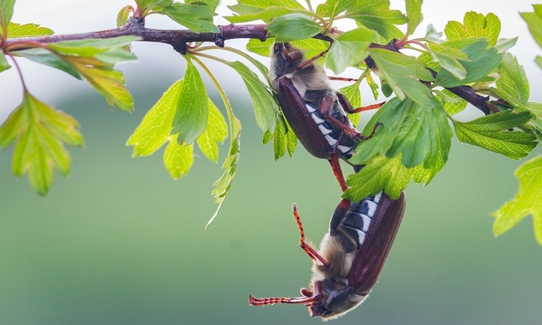 Как вывести майских жуков с участка – самые постные способы