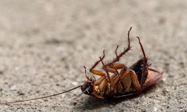 Дело, приманивающее тараканов