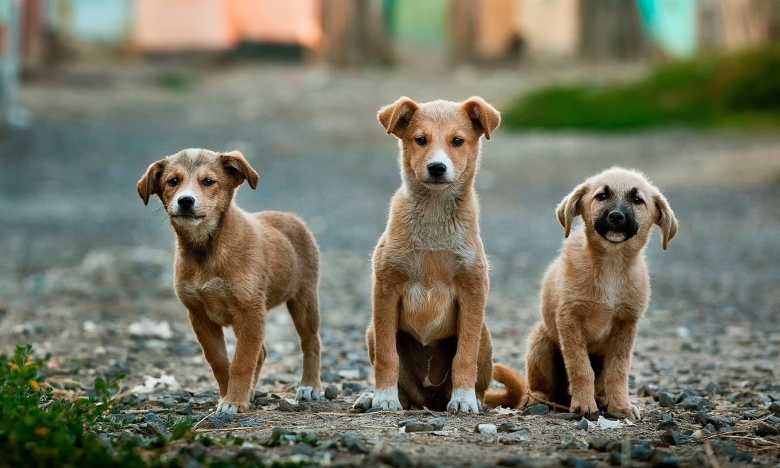 Безпритульні собаки, фото