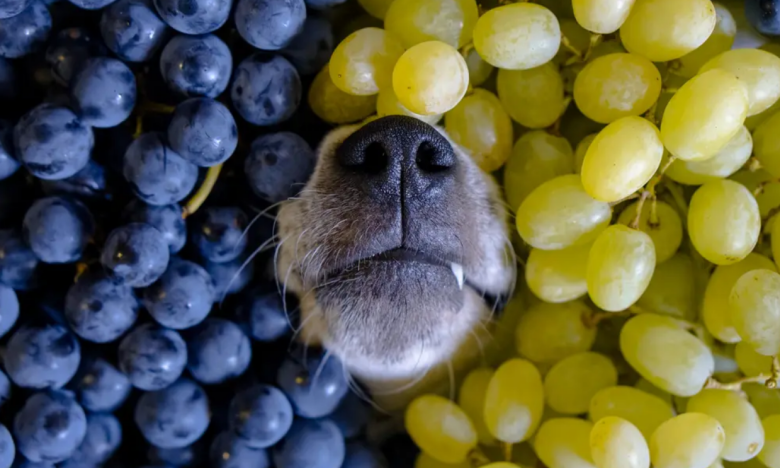 Собака лежит в винограде, фото