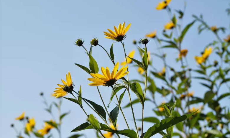 Як позбутися топінамбура на ділянці - названо найпростіший екологічний спосіб