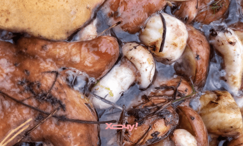 как чистить грибы