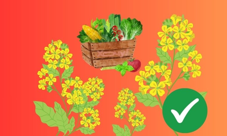 Що не можна садити після гірчиці — правила сівозміни для хорошого врожаю